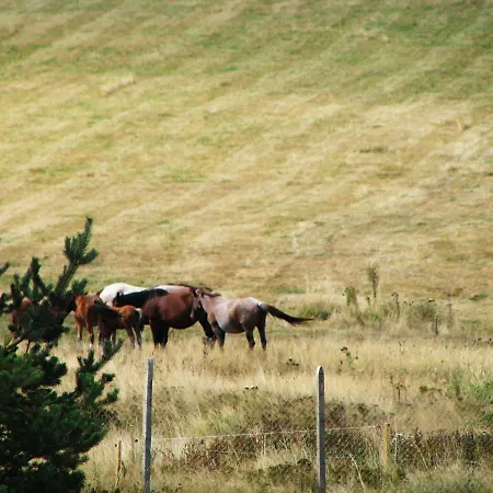 Park Eagle Stone Koprivștița