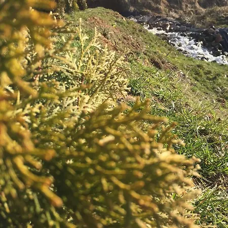 Park Eagle Stone Koprivștița