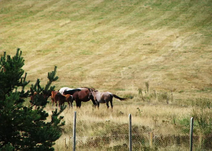 Park Eagle Stone Koprivshtitsa