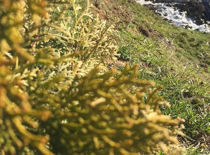 Park Eagle Stone Koprivshtitsa